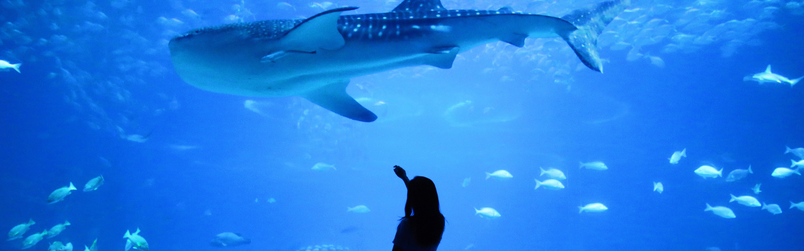 person watching shark and other fish in an aquarium tank