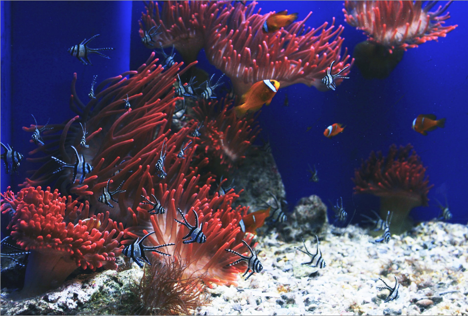 group of orange fish swimming at the bottom of an aquarium tank near sea anemone