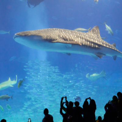 shark swimming in a tank at an aquarium