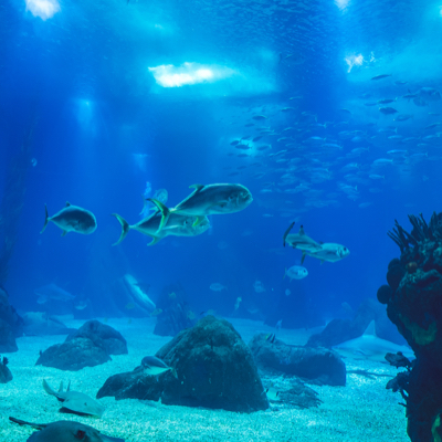 fish swimming near the bottom of an aquarium tank