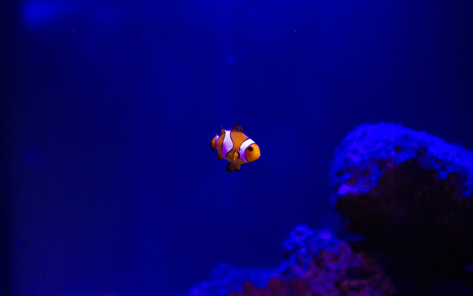 orange fish with white strips swimming in the ocean
